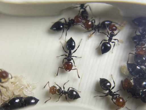 Ouvrières Crematogaster scutellaris, on peut bien observer sa tête rouge et son gastre en forme de pic.