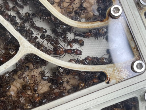 Reine camponotus nicobarensis accompagnée de ses ouvrières
