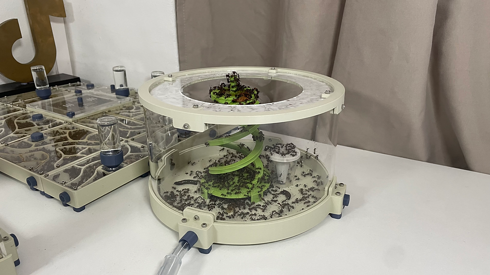 Une des aires de chasse de ma colonie, où les ouvrières s’activent. Vous pouvez voir l’ampleur de l’installation nécessaire pour gérer une telle population de fourmis !