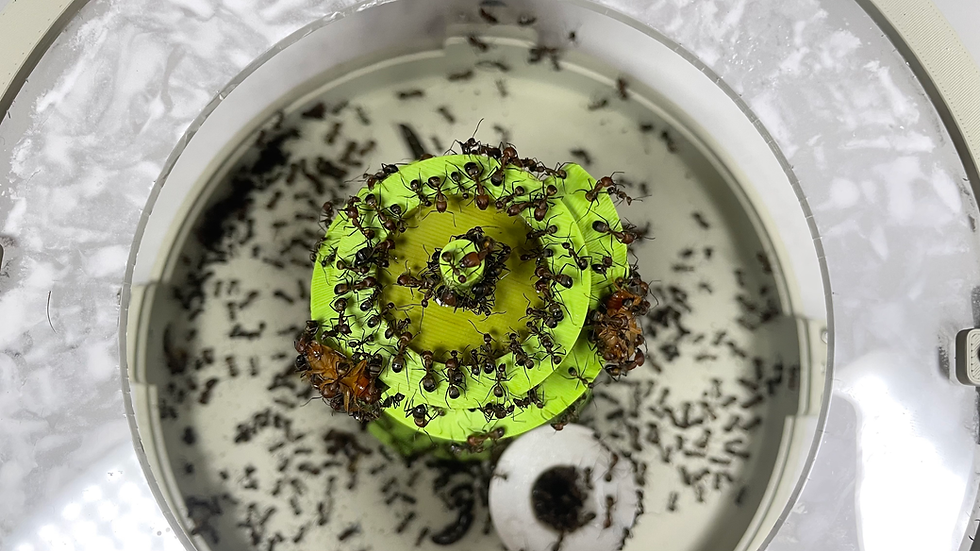 Vue rapprochée de la tour gamelle dans laquelle j'aime leur mettre du liquide sucré pour les observer en pleine récolte.