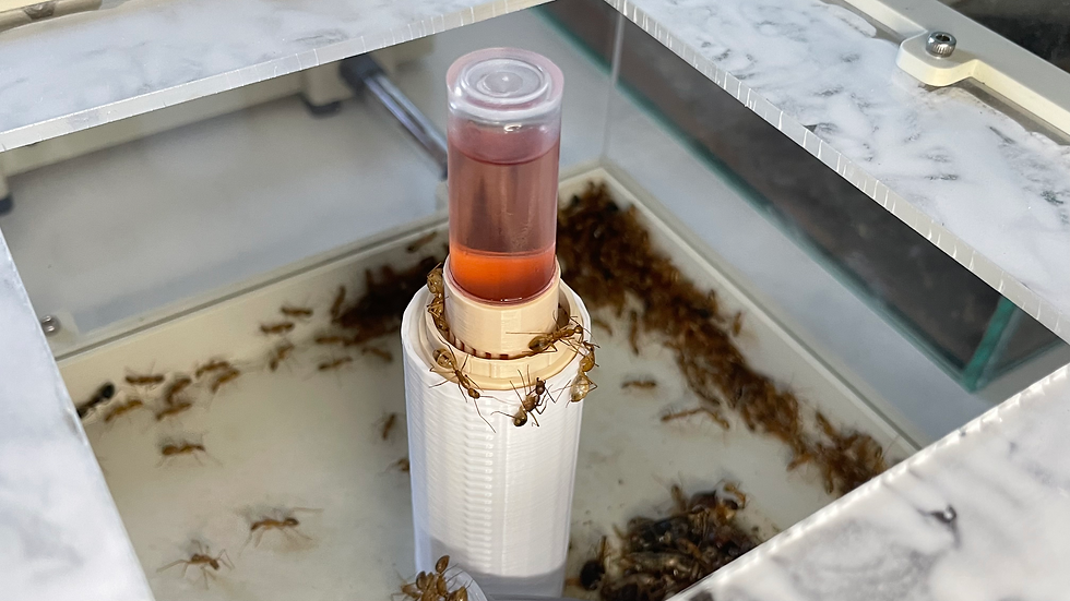 Ouvrières Camponotus maculatus en train de récolter du liquide sucré.