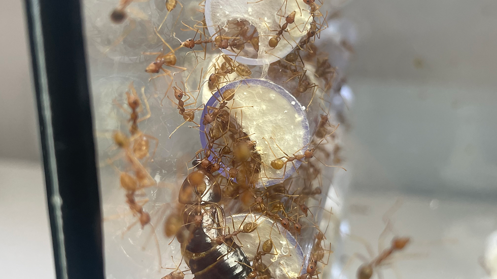 Elles tissent des toiles à l'entrée des tubes.