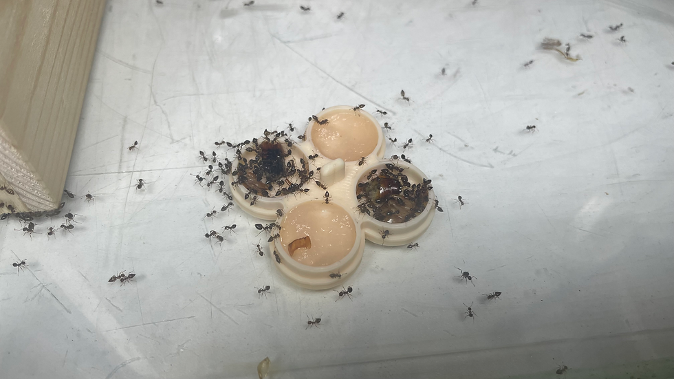 Les ouvrières en train de récolter insectes et liquides sucrés dans une gamelle drone de ma marque ACCESS FOURMIS.