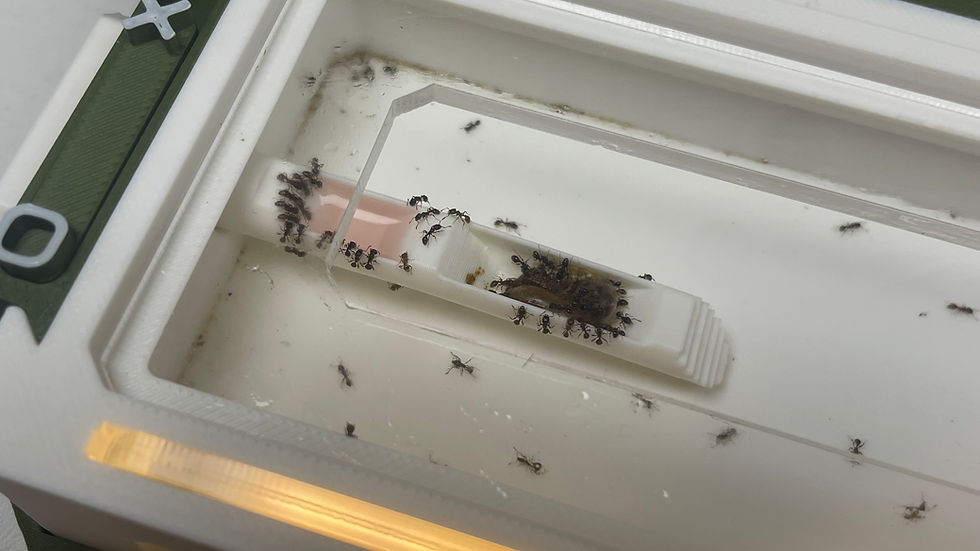 Petites ouvrières Tetramorium sp en pleine récolte de nourriture.