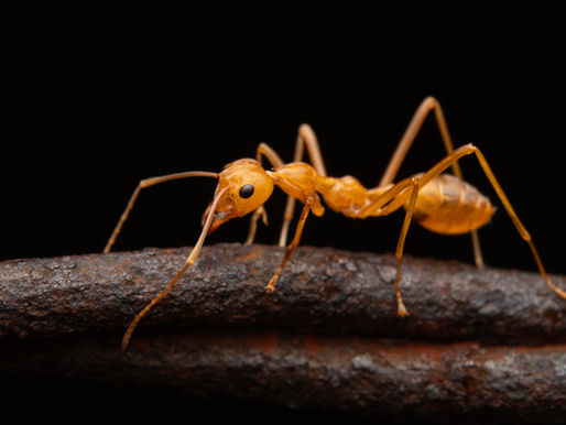 Photo macro d'une fourmi tisserande de l'espèce Oecophylla smaragdina d'asie donc orange