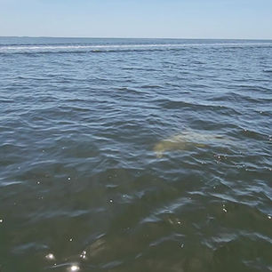 Pod of Dolphins swim by to say hey on this Gulf Discovery Cruise!