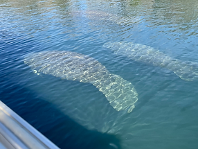 Manatees Homosassa Springs