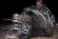 Porcupine