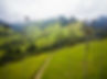 PCC Cocora 3 Cortesia ProColombia.jpg