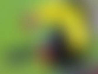 Cartagena Top Things to do