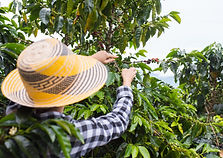 coffee farm activity.jpeg