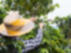 coffee farm activity.jpeg
