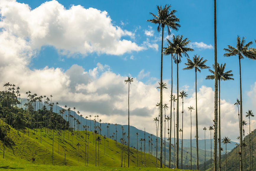 5. cocora valley9.jpeg
