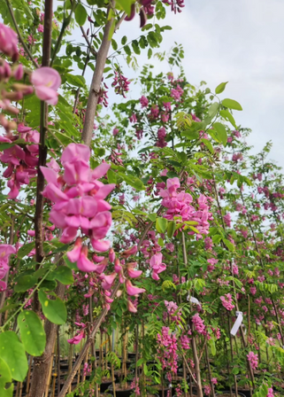 Pink Garden Flowers For Sale Ontario