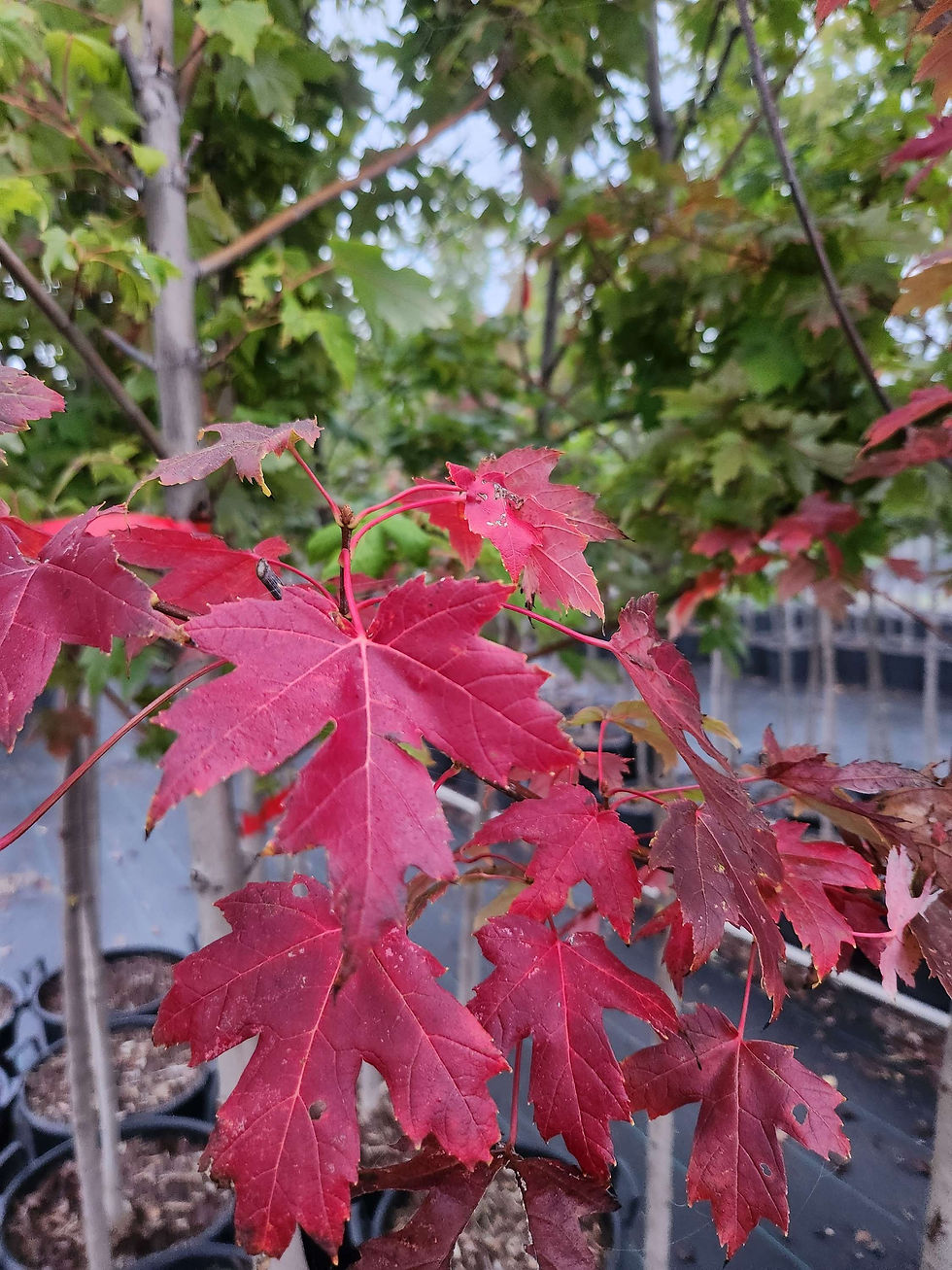 Acer x Freeman 'Jeffersred' Autumn Blaze Maple