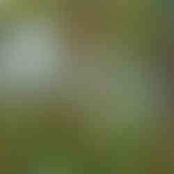 Small jackfruit clusters growing among sunlit branches and glossy green leaves.