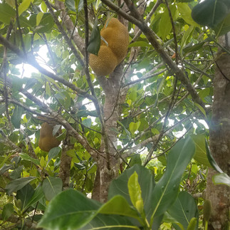 Small jackfruit clusters growing among sunlit branches and glossy green leaves.