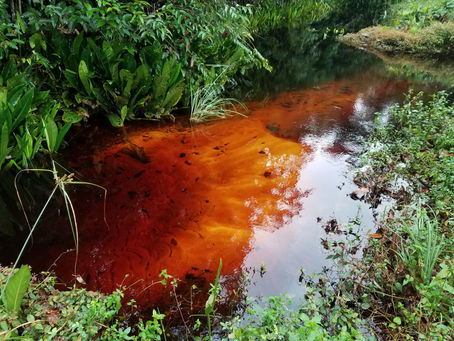 Black Water Creek Q & A