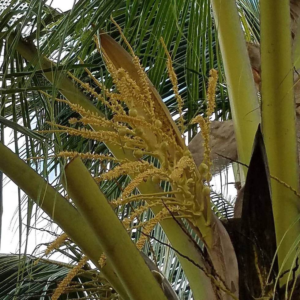 Close-up of golden coconut flowers blooming among green fronds at The Rs Farm, Guyana.