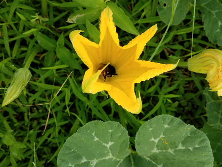 Bee inside yellow flower at The Rs Farm in Yarrowkabra, Guyana