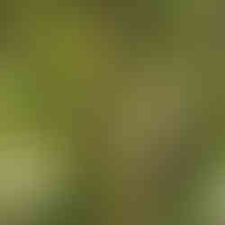 A closer look at the jackfruit growing at the base of the tree, surrounded by leaves and soft shade.