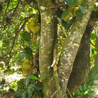 A closer look at the jackfruit growing at the base of the tree, surrounded by leaves and soft shade.