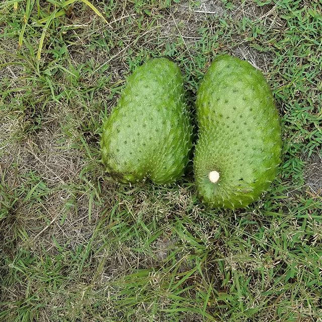 Two freshly harvested soursop fruits resting on grass, ready for culinary use.