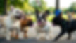 french bulldog care tips