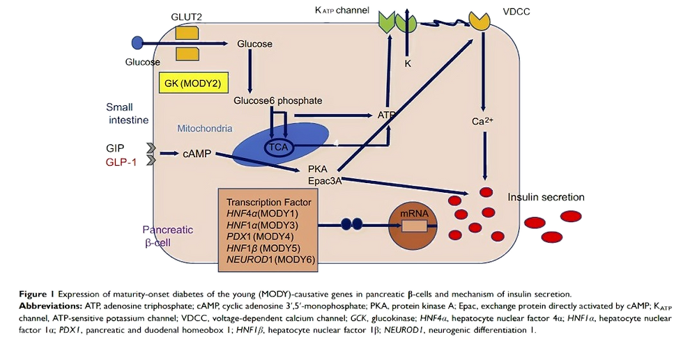 source: Diabetes, Metabolic Syndrome and Obesity: Targets and Therapy 2019:12 Dovepress