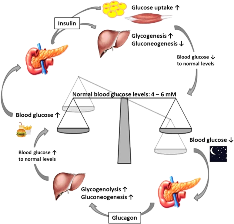 working of insuling and glucogon