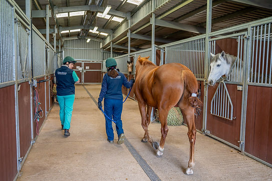 Chine House Equine Hospital (Web) 157.jpg