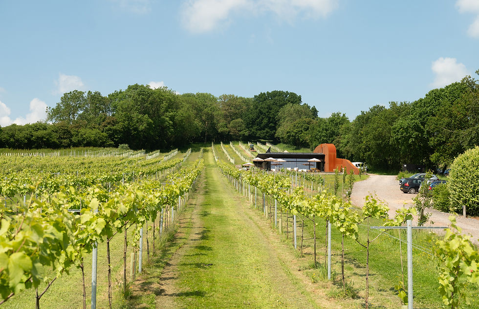 Wraxall Vineyard