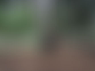 “Yoga es una luz que, una vez encendida, nunca se apaga” -Iyengar-