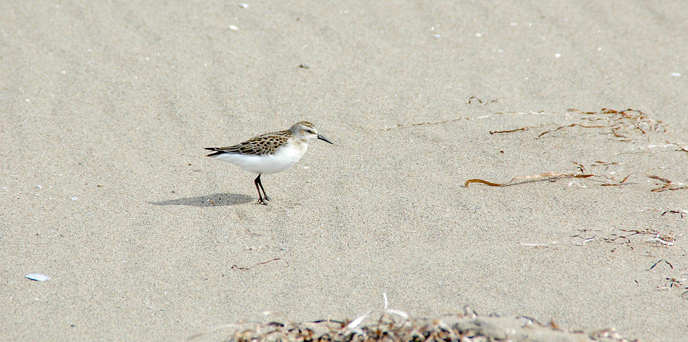 Semipalmated Sandpiper - Bécasseau semipalmé