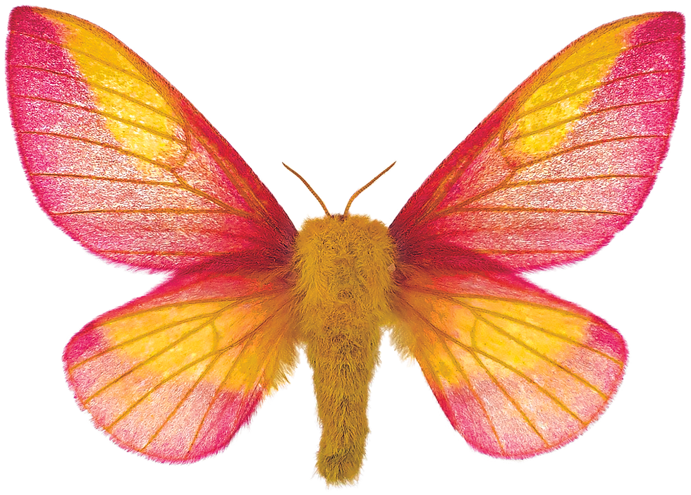Moth
