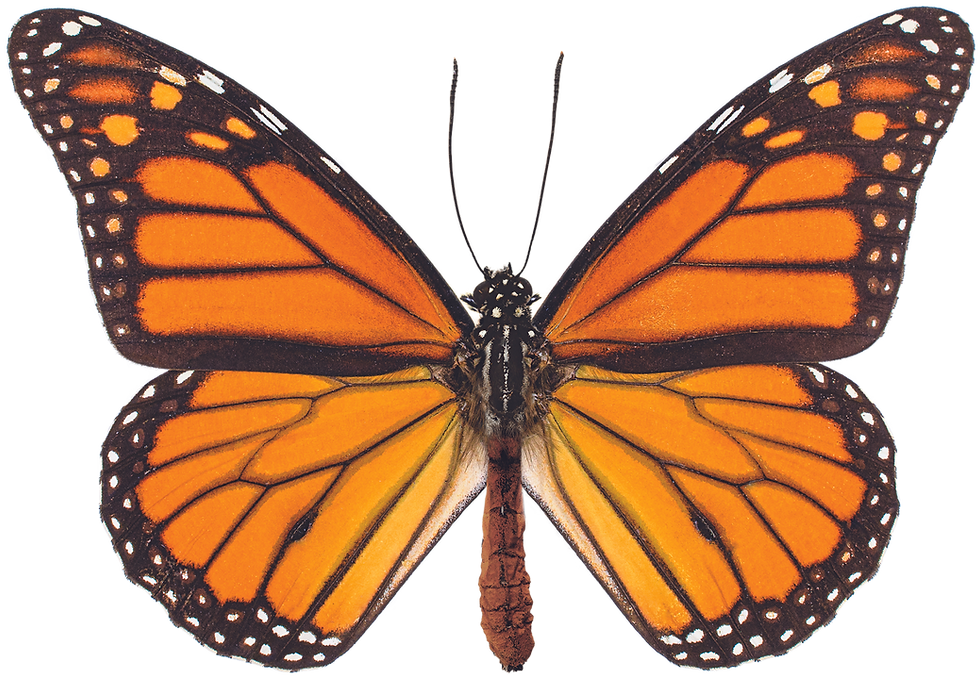monarch butterfly.tif