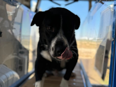 Working with LAS and their long stay dogs