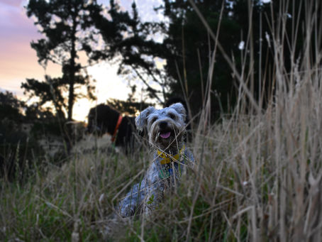 Questions regarding Training Pt 2 - Recall.