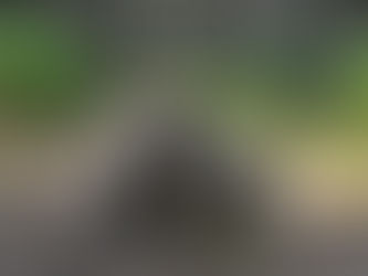 Waiuku Forest South End - Jan 2020