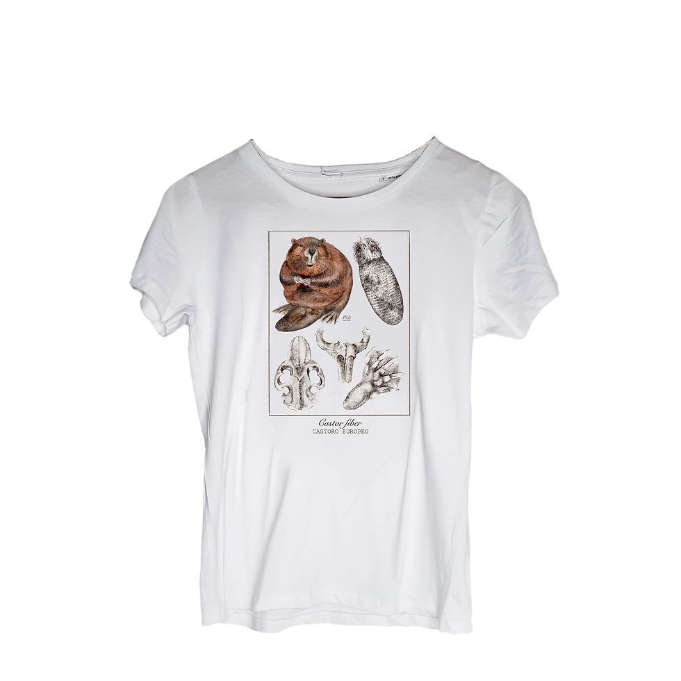 T-SHIRT - Castor fiber
