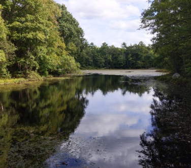 A river running through a woodland