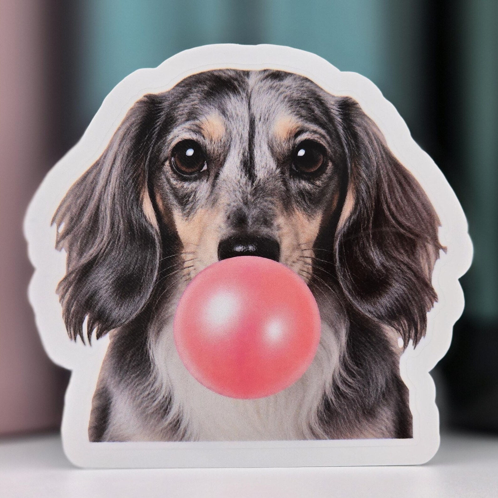 Dapple Long Haired Dachshund Bubble Gum Sticker — photo 1