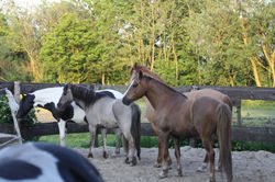 Ponyherde im Laufstall