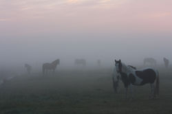 Pferde im Nebel