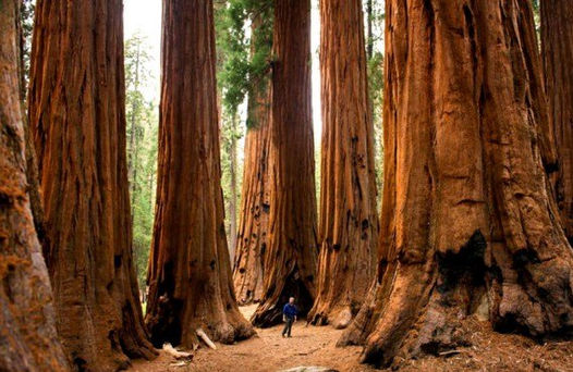 Sequoia