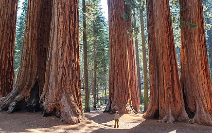 596370-1260x630-sequoia-national-park-californie-etats-unis.jpg