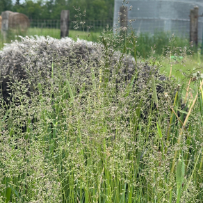 Growing Better Pastures: What We're Learning About Hay, Seeding, and Soil Health
