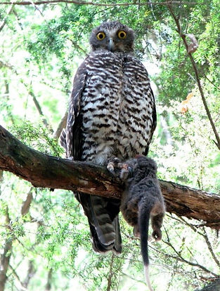 Powerful Owl.jpg