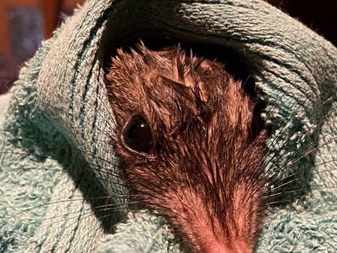 A very greasy tuan peeking out from a towel