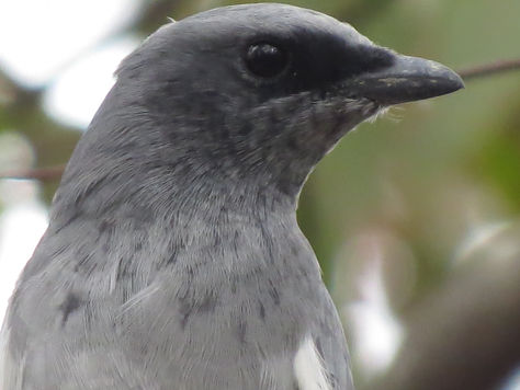 First sighting of a White-bellied Cuckoo-shrike